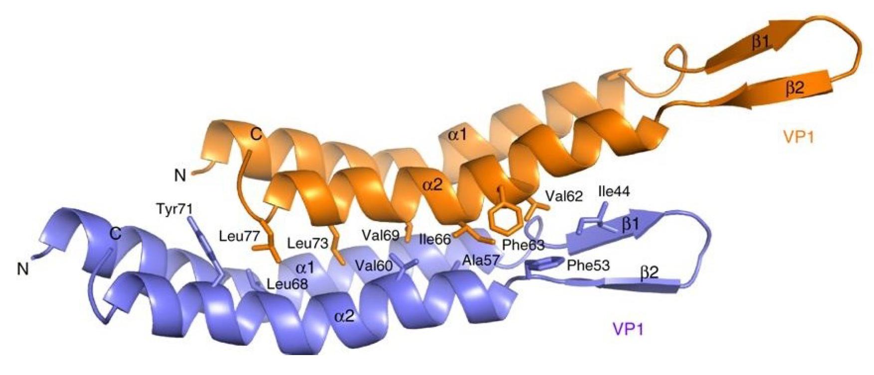Clavaviridae - major capsid protein